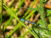 Gemeine Becherjungfer Libelle Männchen - Almindinger Waldgebiet